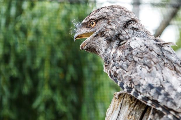 Foto: Tomáš Adamec, Zoo Praha