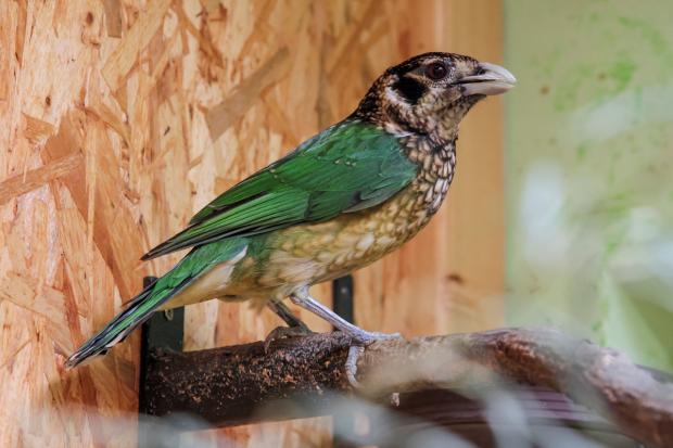 Lemčík černouchý, foto: Jiří Trojánek, Zoo Praha