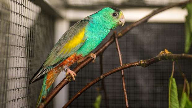 Papoušek žlutoramenný. Foto: Petr Hamerník, Zoo Praha