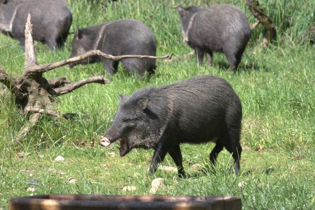 Foto: Tomáš Adamec, Zoo Praha