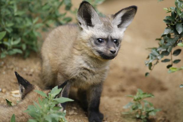 Štěně ve věku jednoho měsíce, foto: Tomáš Adamec, Zoo Praha