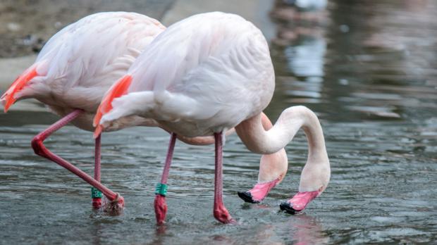 Foto: Petr Hamerník, Zoo Praha