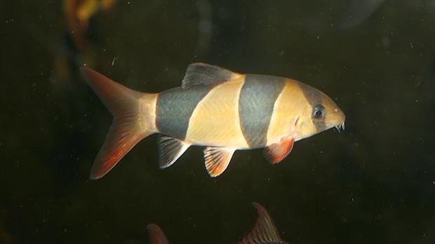 Sekavka nádherná. Foto: archiv Zoo Praha