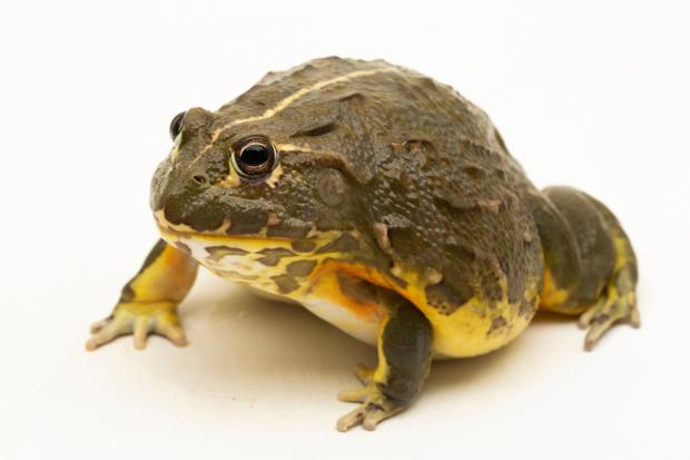 Hrabatka drsná. Foto: Shutterstock