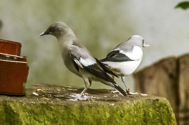 Špaček čínský. Foto: Jiří Drábek