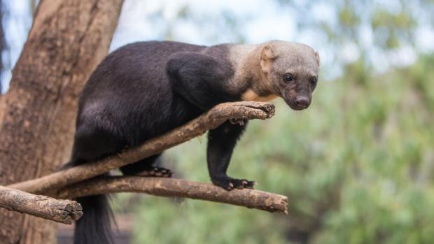 Tayra. Foto: Václav Šilha, Zoo Praha