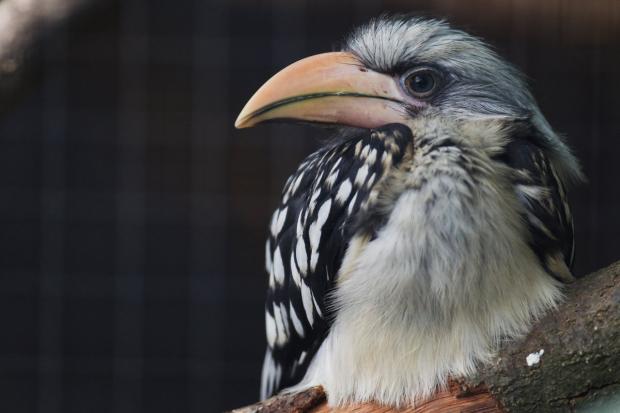 Foto: Tomáš Adamec, Zoo Praha