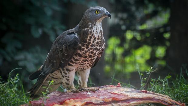 Foto: Tereza Mrhálková, Zoo Praha