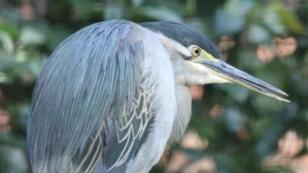 Volavka proměnlivá. Foto: Antonín Vaidl, Zoo Praha
