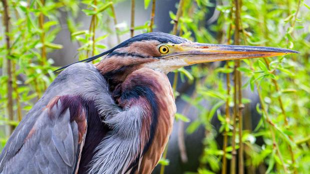 Volavka červená. Foto: Petr Hamerník, Zoo Praha