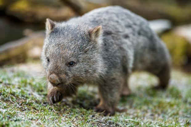 Vombat obecný. Foto: Petr Hamerník, Zoo Praha