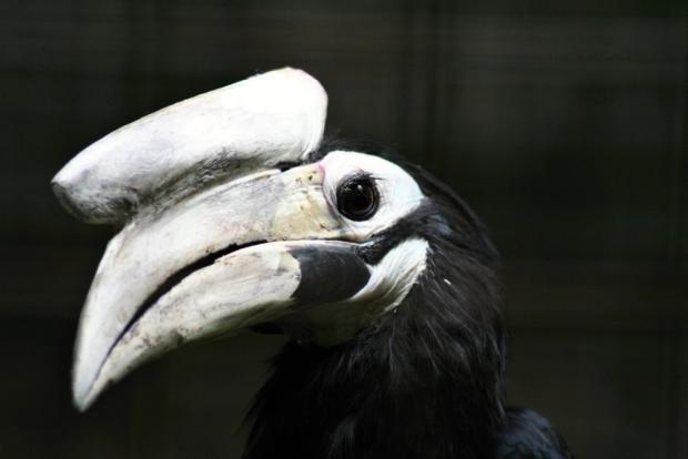 Zoborožec běloocasý. Foto: Antonín Vaidl, Zoo Praha