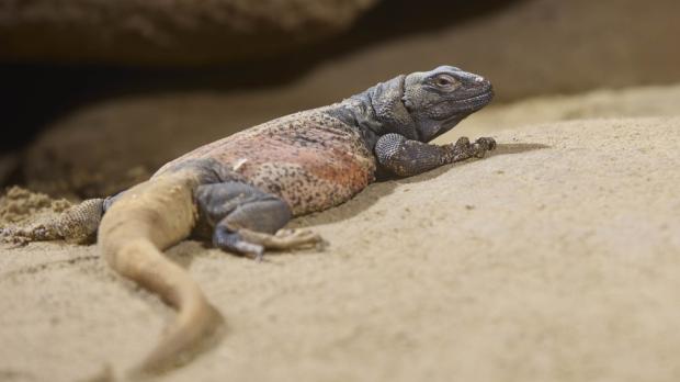 Foto: Václav Šilha, Zoo Praha