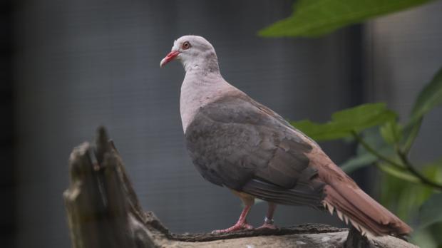 Holub růžovotemenný, foto: Václav Šilha, Zoo Praha