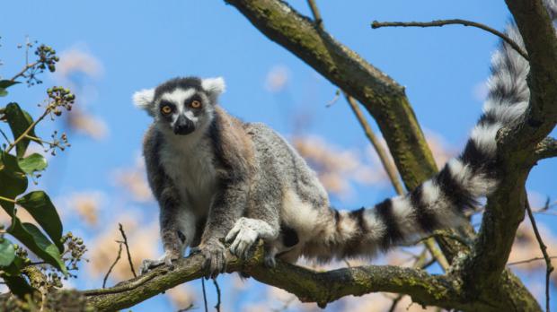 Foto: Václav Šilha, Zoo Praha