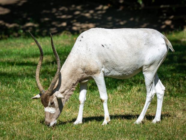 Samice adaxe. Foto: Zuzana Böhmová, Zoo Praha
