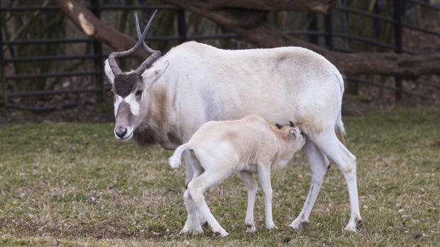 Foto: Václav Šilha, Zoo Praha