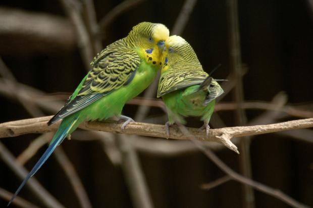 Andulka vlnkovaná, foto: archiv Zoo Praha