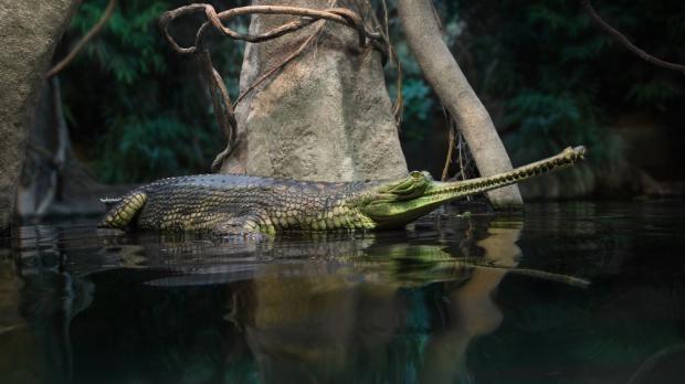 Foto: Václav Šilha, Zoo Praha