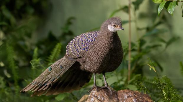 Foto: Petr Hamerník, Zoo Praha