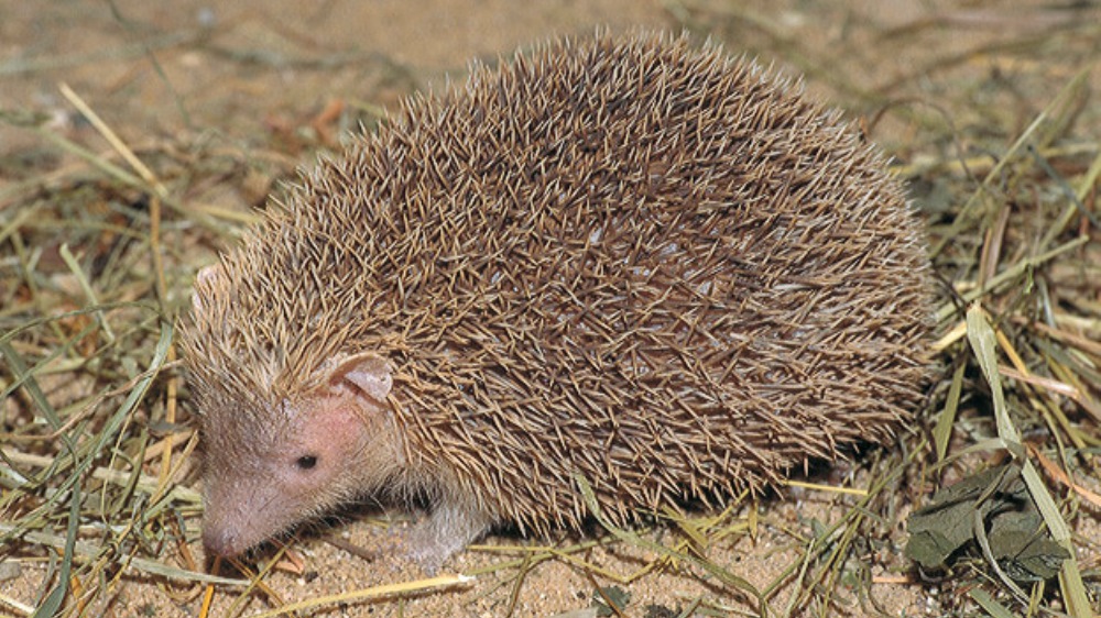 Корень ежовых. Ушастый ёж в норе. Еж с ежатами. Корень ежовых. Ежи в природе.