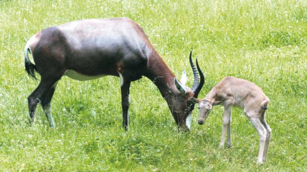 Foto: Tereza Mrhálková, Zoo Praha