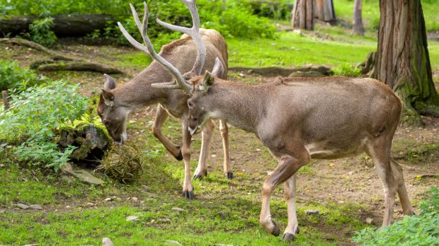 Foto: Petr Hamerník, Zoo Praha