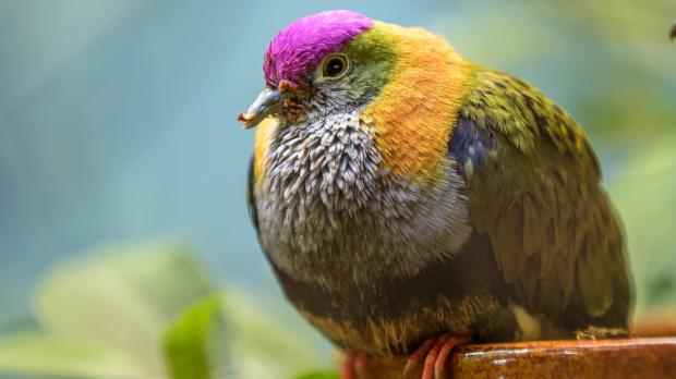 Foto: Petr Hamerník, Zoo Praha