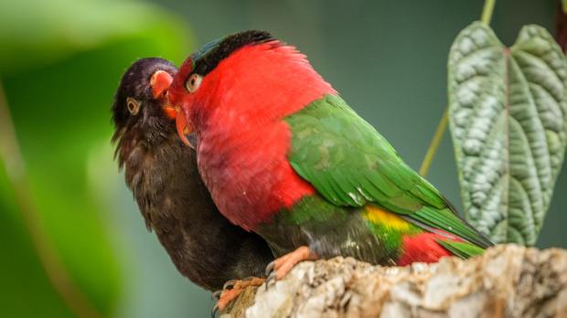 Foto: Petr Hamerník, Zoo Praha