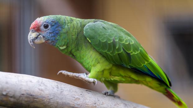 Foto: Petr Hamerník, Zoo Praha