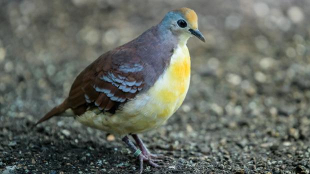 Foto: Petr Hamerník, Zoo Praha