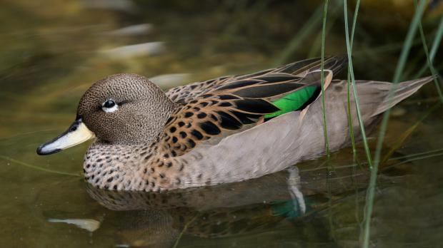 Foto: Petr Hamerník, Zoo Praha