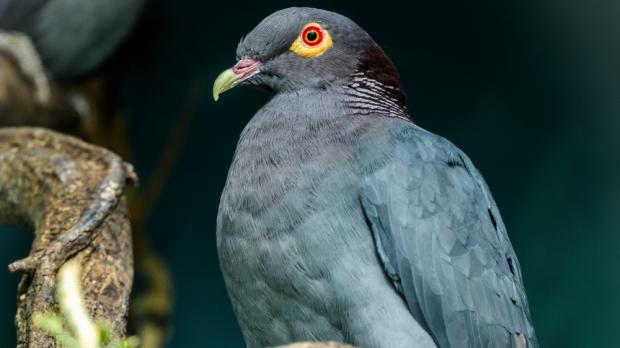 Foto: Petr Hamerník, Zoo Praha