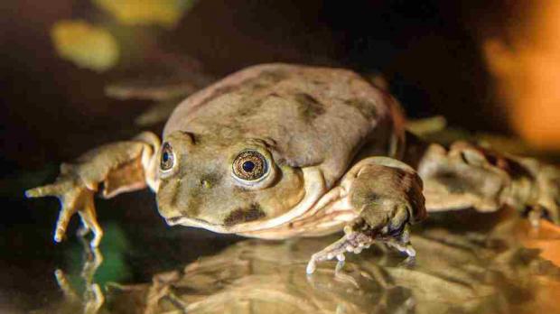 Vodnice posvátná, foto: Petr Hamerník, Zoo Praha