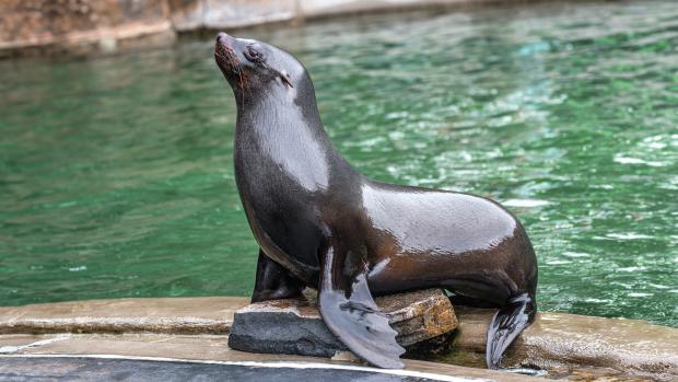Lachtan jihoafrický. Foto: Petr Hamerník, Zoo Praha