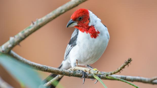 Foto: Petr Hamerník, Zoo Praha