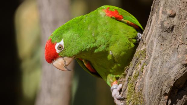 Foto: Petr Hamerník, Zoo Praha