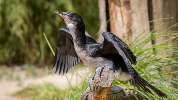 Foto: Petr Hamerník, Zoo Praha