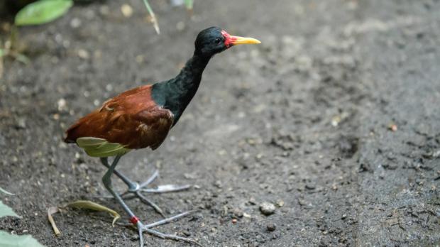 Foto: Petr Hamerník, Zoo Praha