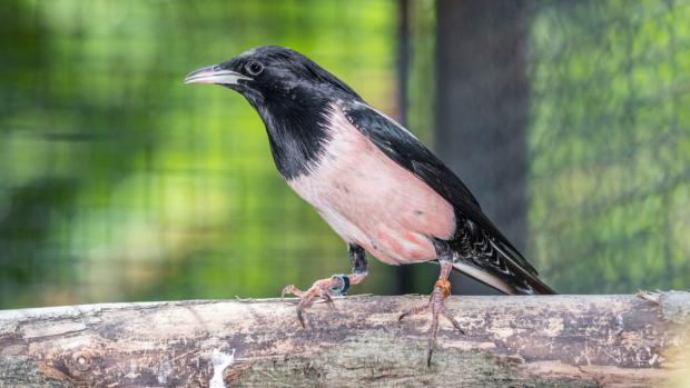 Foto: Petr Hamerník, Zoo Praha