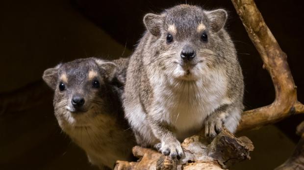 Foto: Petr Hamerník, Zoo Praha