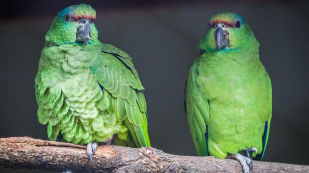 Foto: Tereza Mrhálková, Zoo Praha