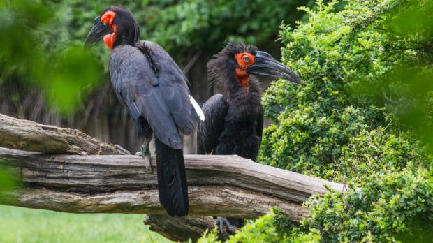 Foto: Tereza Mrhálková, Zoo Praha