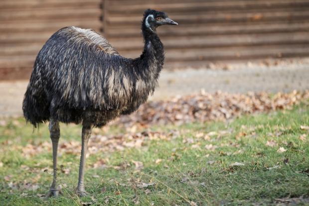 Emu australský, foto: Tomáš Adamec, Zoo Praha