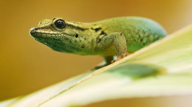 Gekon modrý, foto: Archiv Zoo Praha