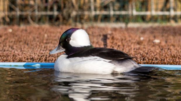 Foto: Václav Šilha, Zoo Praha