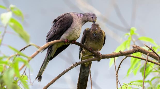 Foto: Petr Hamerník, Zoo Praha