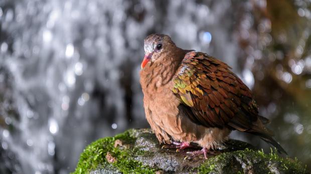 Foto: Petr Hamerník, Zoo Praha