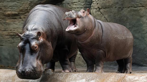 Foto: Tomáš Adamec, Zoo Praha