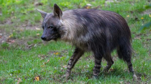 Foto: Tereza Mrhálková, Zoo Praha